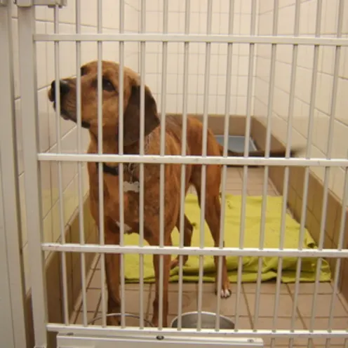Florissant Animal Hospital Dog in Kennel